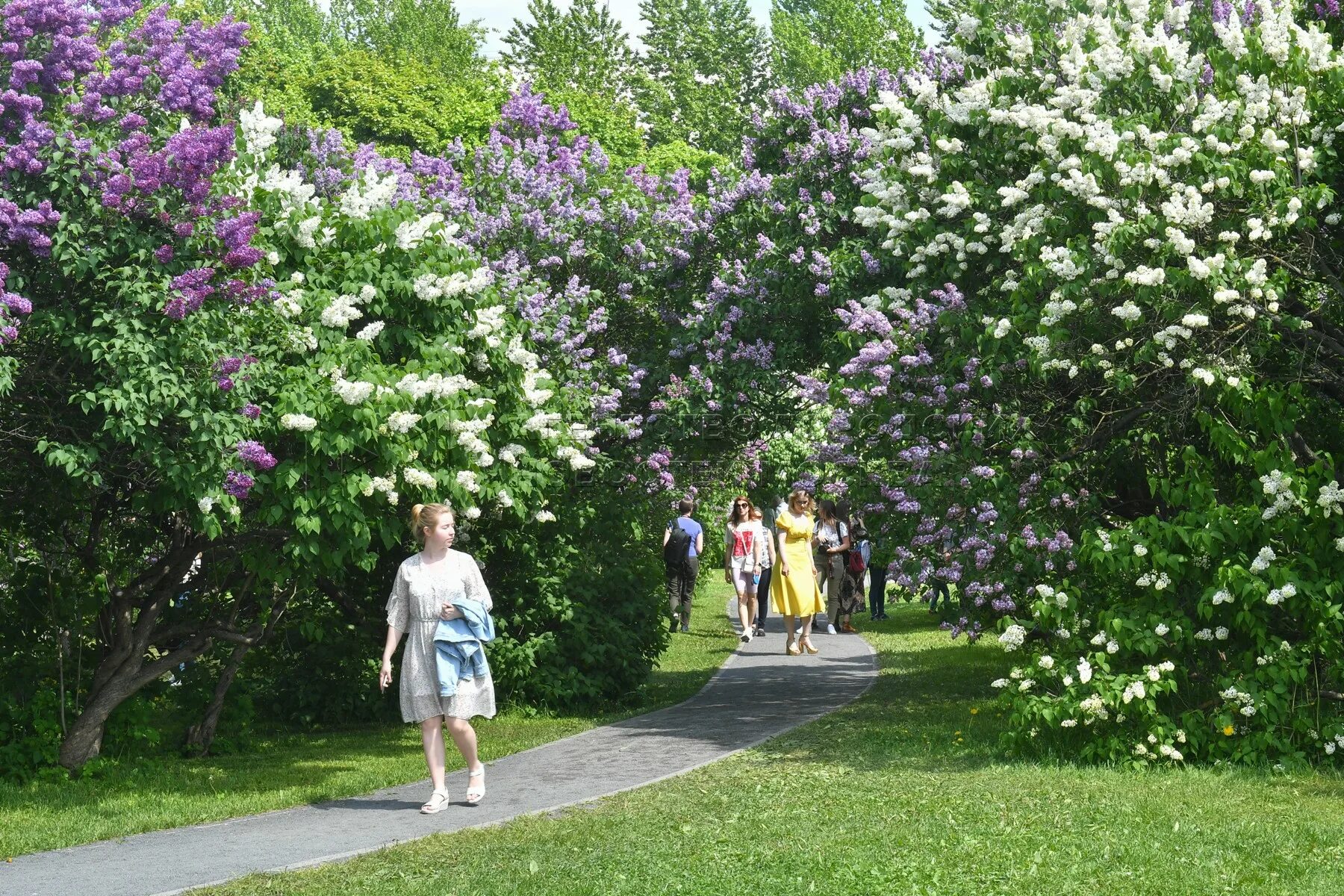 Морозовский сад в москве китай город. Парк сирень щелковское шоссе. Сад 2024 москва. Александровский сад москва сирень. Цветочный джем тверская площадь.
