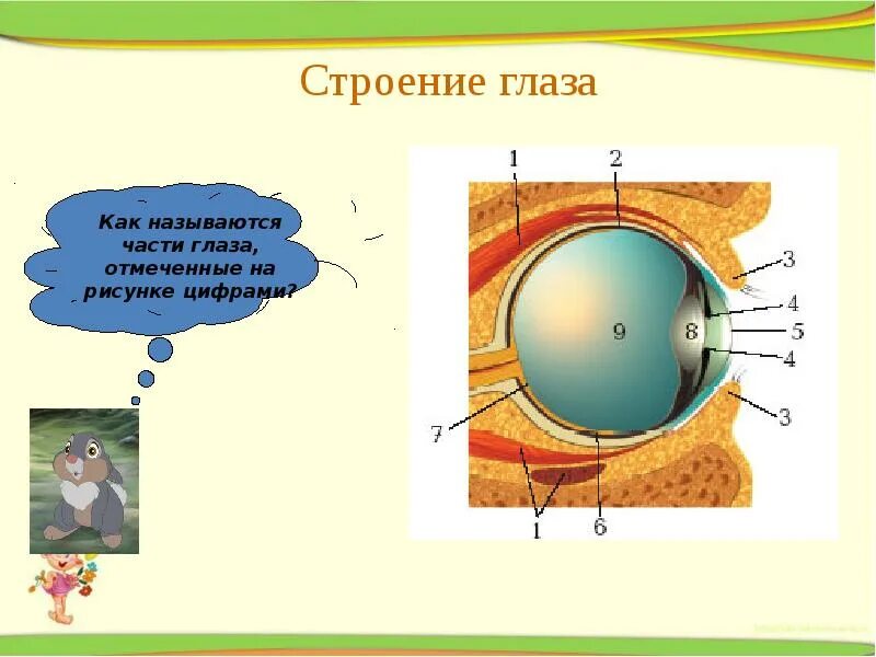 Зрительный анализатор 8 класс биология. Части зрительного анализатора биология 8 класс. Строение глаза. Строение глаза рисунок. Анализаторы биология 8 класс видеоурок