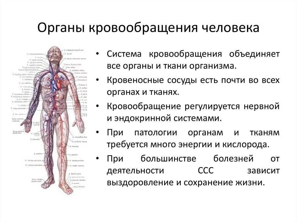 Основные органы кровообращения