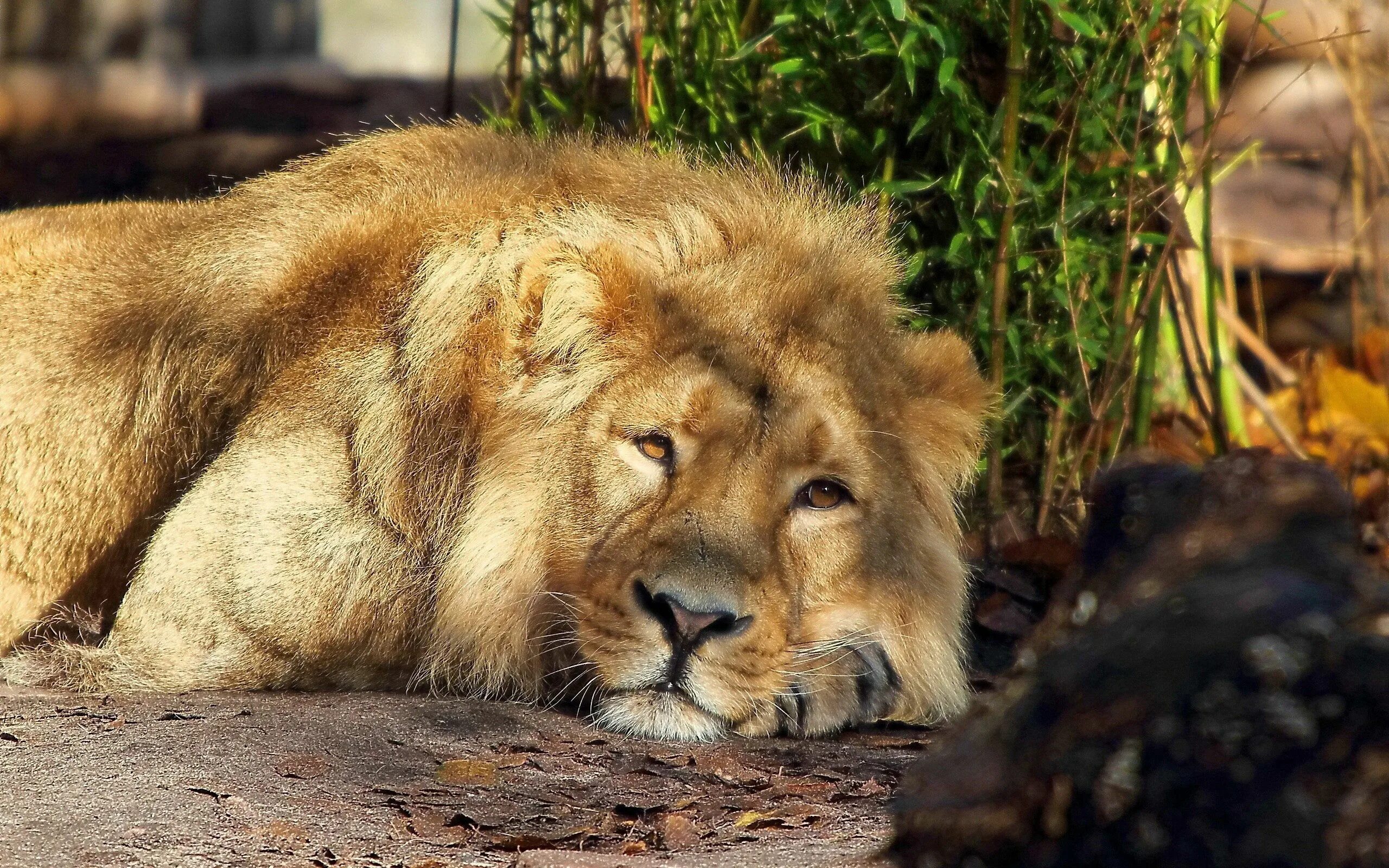 King of beasts
