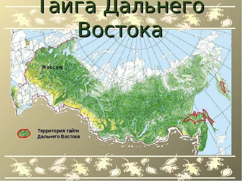 На каких территориях расположена тайга. Территория тайги. Тайга на карте. Тайга на карте России. Еайгана карте.