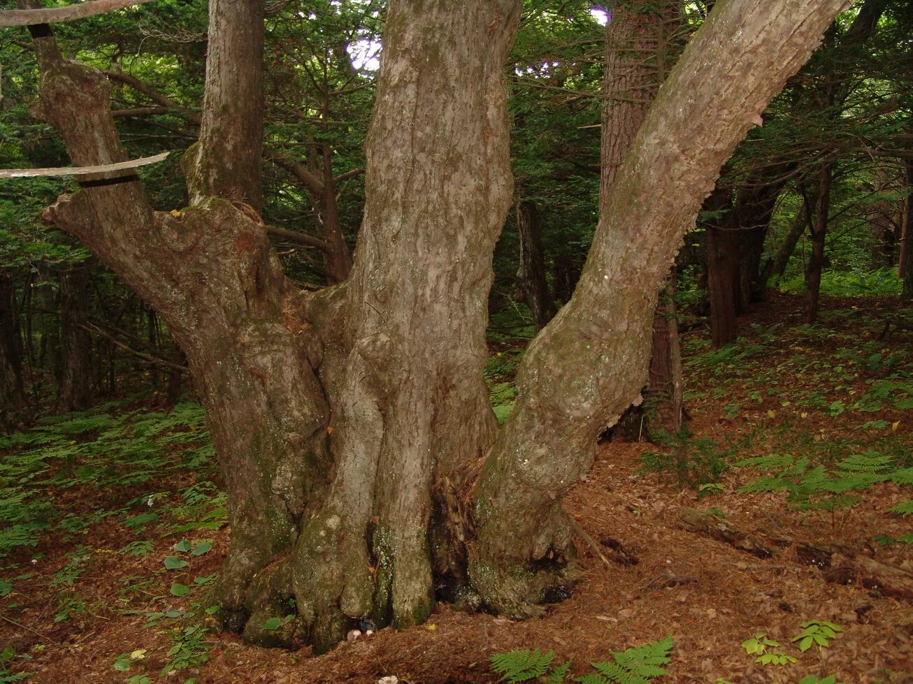 заповедники россии кедровая падь. деревья заповедника кедровая падь. можжевельник высокий juniperus excelsa. какие деревья в заповеднике. заповедник брянский лес.