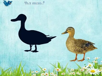 Перелетные птицы найди