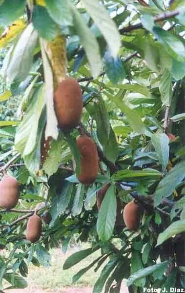 Cupuaçu aberto Cupuaçu, Alimentos, Comidas saudaveis