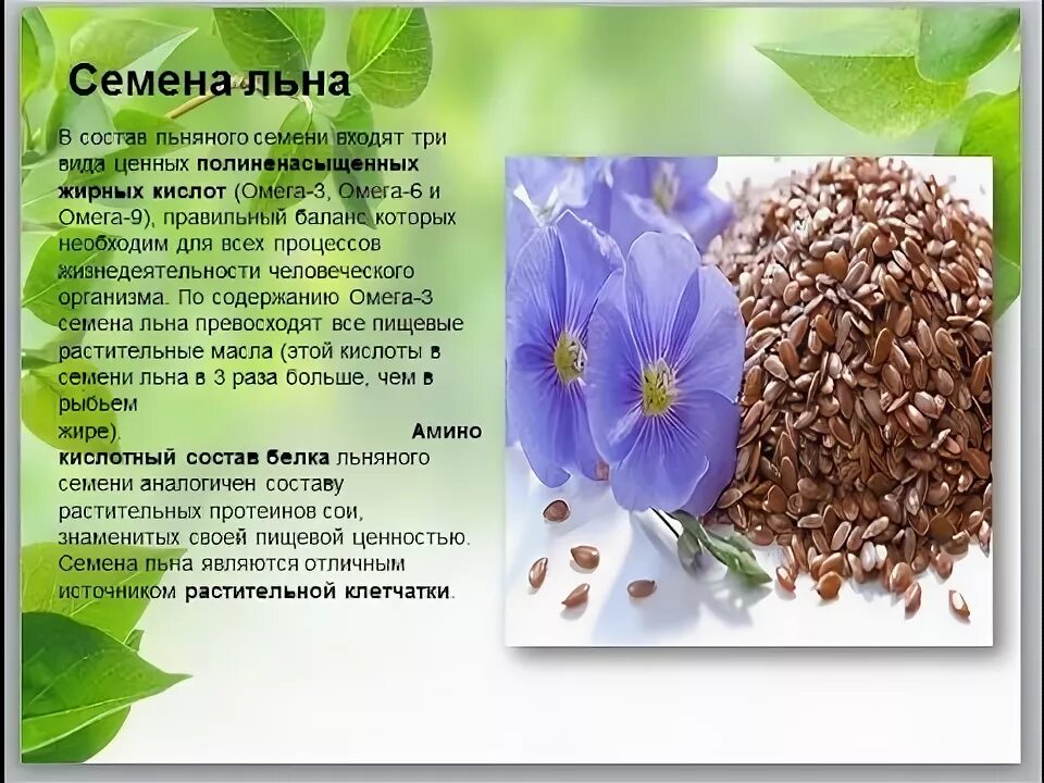 Льняное семя свойства цена. Чем полезен лен. Семена льна полезные. Лен семена характеристика. Лечебные свойства семян льна.