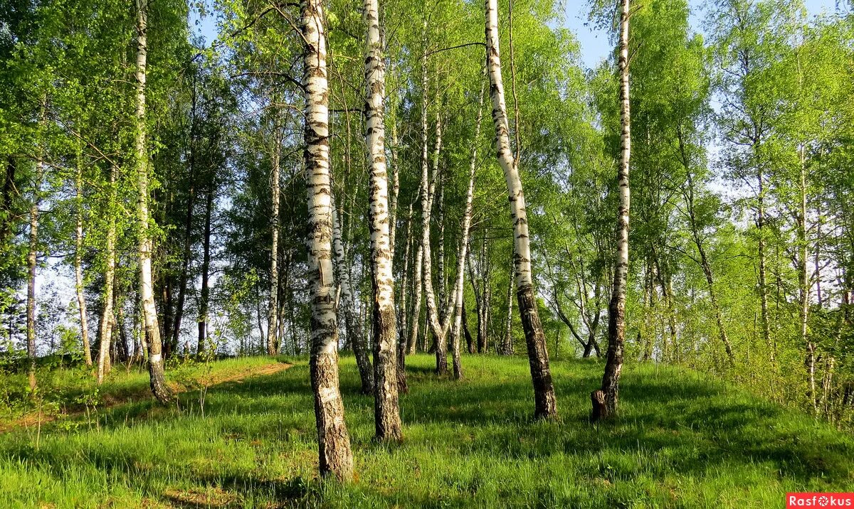 Город белых берез. Береза калужской области. белая береза фото. белая березка картинка. весна обои лес березы даль.