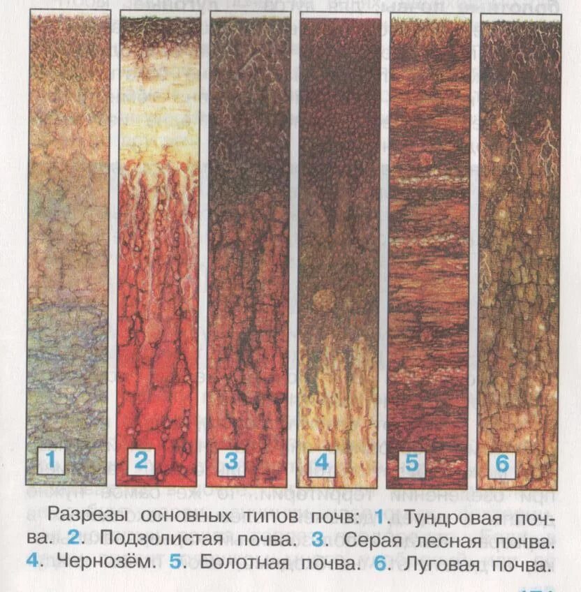 Разнообразие почв 4. Тундровая почва подзолистая серая Лесная чернозем Болотная Луговая. Подзолистая почва серая Лесная почва Тундровая почва. Окружающий мир 4 класс земля кормилица типы почв. Земля кормилица 4 класс окружающий мир Тундровая почва.