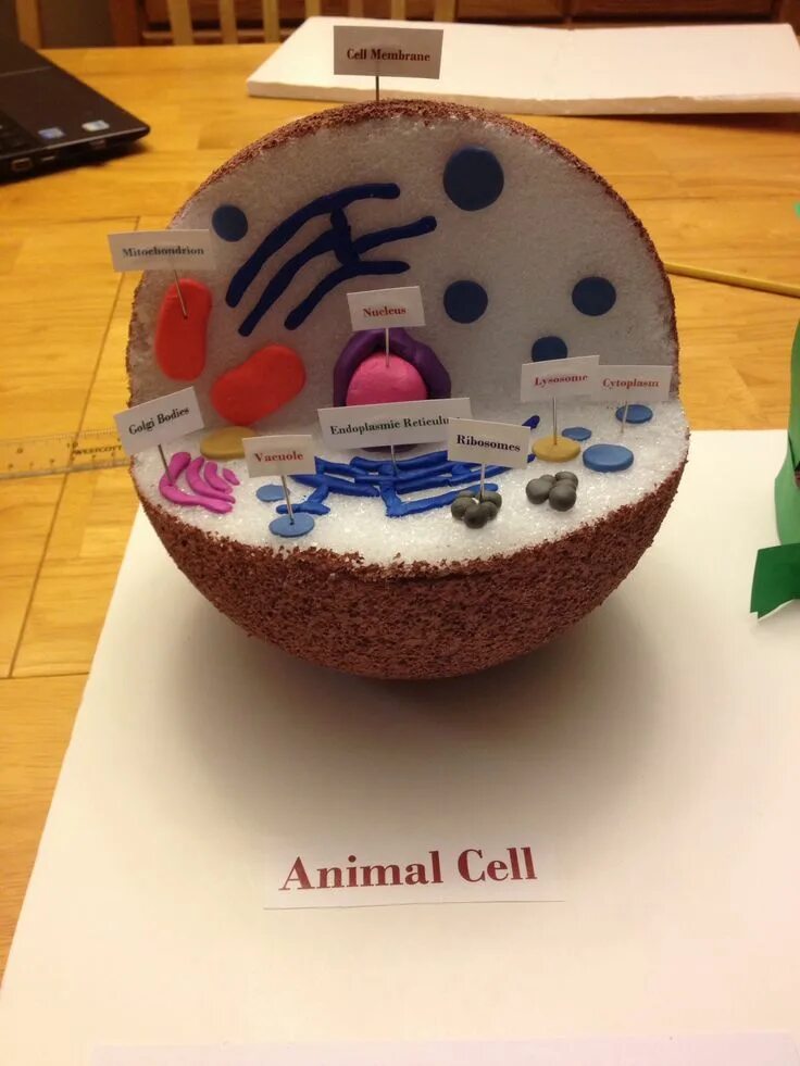 Cell project