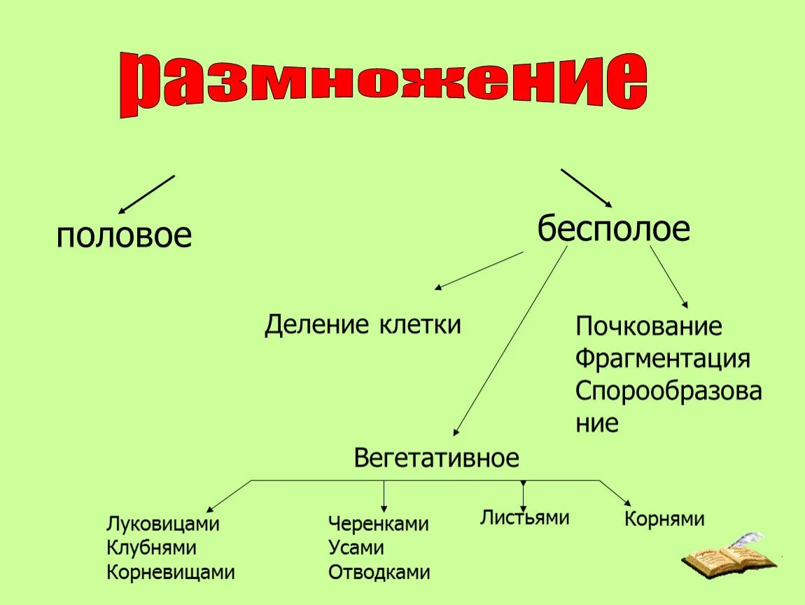 Виды размножения. Типы размножения организмов. Основные формы размножения. Виды бесполого размножения.