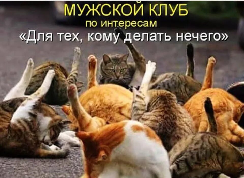 Мне сегодня делать нечего. Коту делать нечего. когда коту делать нечего он.