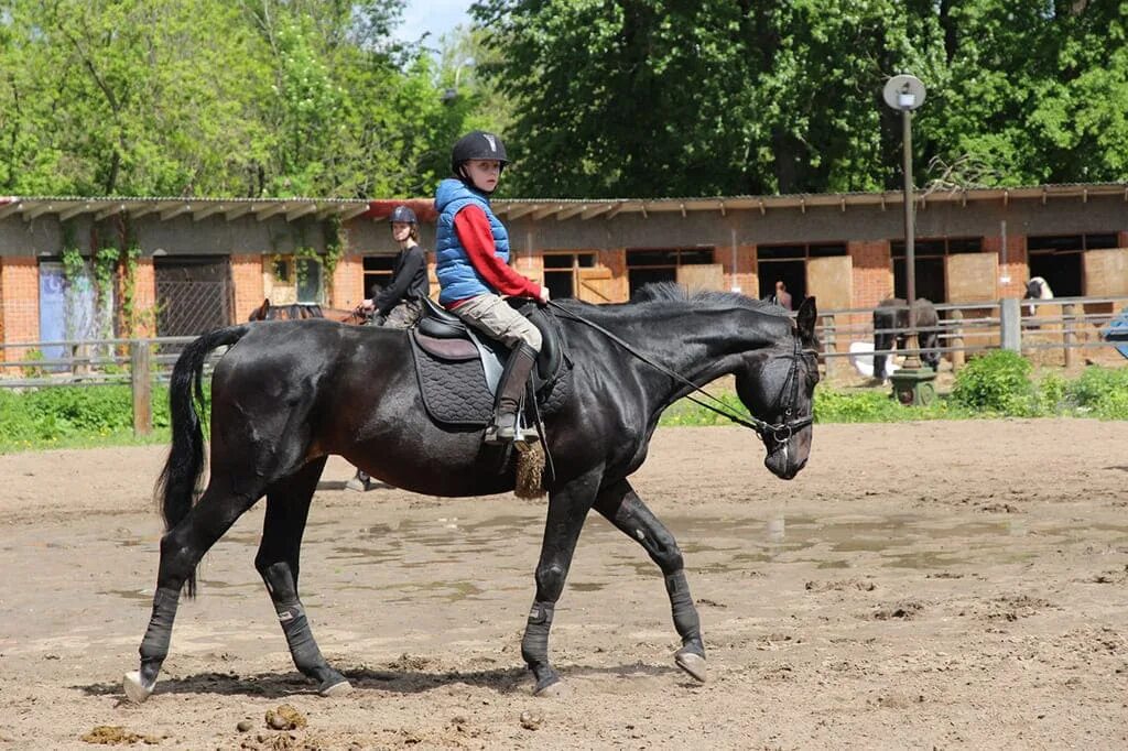 Клуб верховой езды. Школа верховой езды Гармония. Школа верховой езды Гармония в Москве в Останкино. Школа верховой езды Бажинск Маслянинского района. Конная школа.