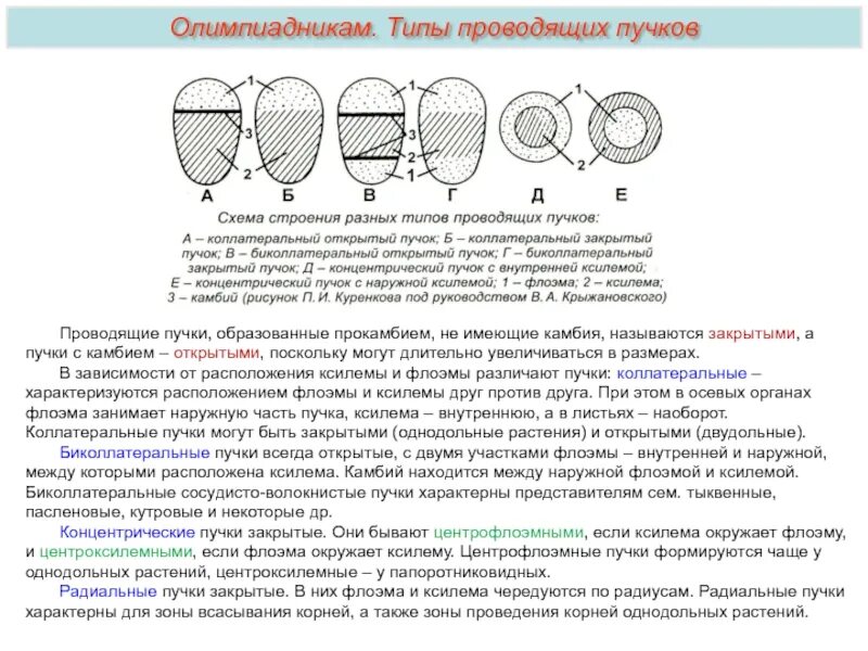 Рассмотрите фотографию проводящего пучка и определите типы. Типы проводящих Пучков растений таблица. Типы строения проводящих Пучков. Типы проводящих Пучков ботаника. Типы проводящих Пучков характерных для корня.