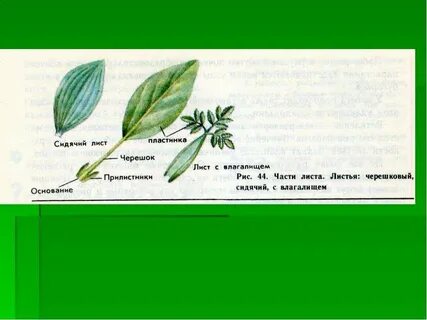 Тип листа 1 черешковый