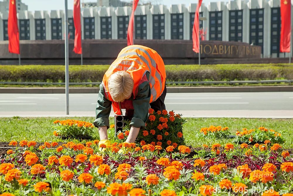 Калининское садово парковое хозяйство санкт петербург. Клумбы 1 сентября. К 9 мая на клумбах появятся первые цветы.. Какие цветы растут на Васильевском острове.