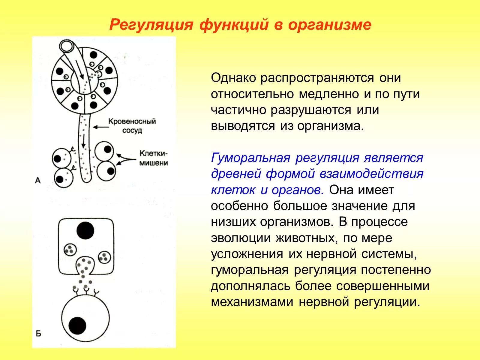 Регуляция функций. Регуляция функций организма. Способы регуляции функций организма. Виды взаимодействия функций в организме.