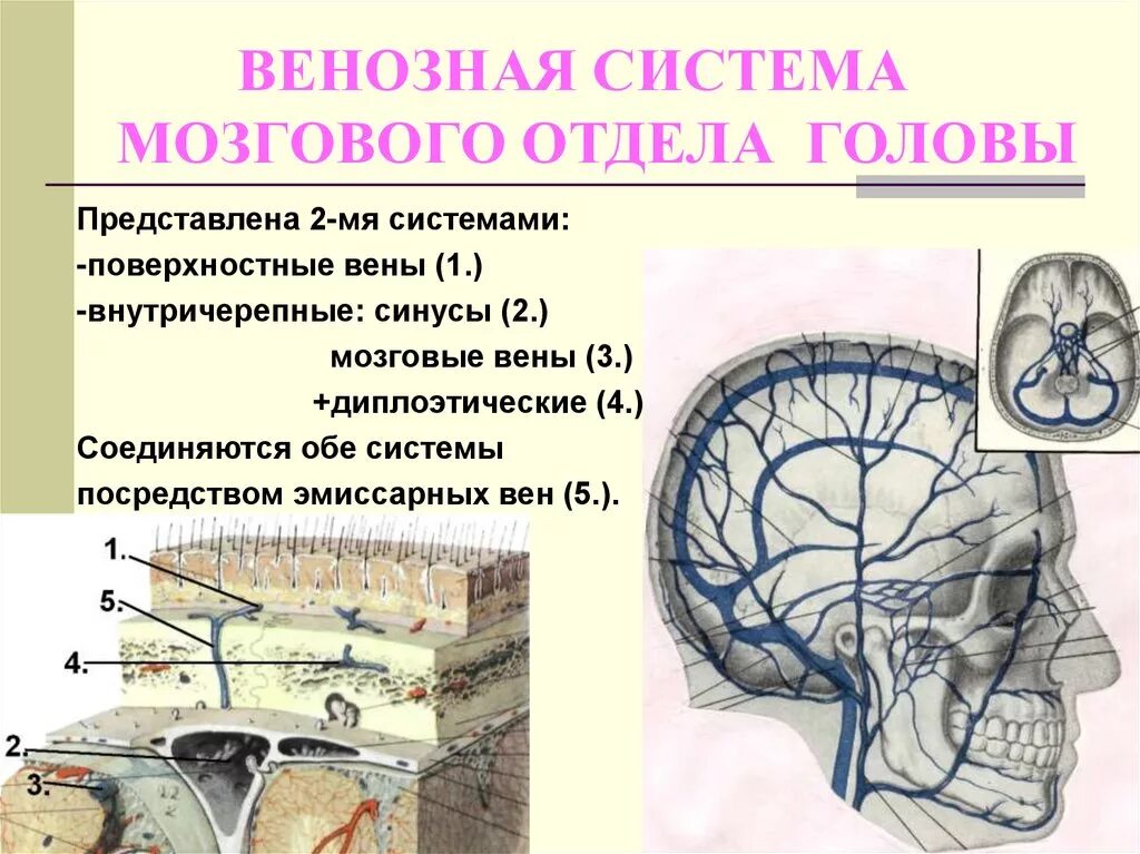 Вены головного мозга. Вены головного мозга эмиссарные анатомия. Диплоические вены головного мозга. Диплоические и эмиссарные вены головы. Иннервация мозгового отдела головы.