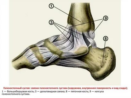Мышцы и связки голеностопного сустава