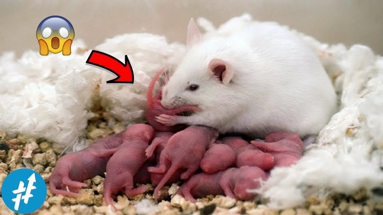 Ham Sandwich! - Cute Overload Baby hamster, Pocket pet, Mini mouse