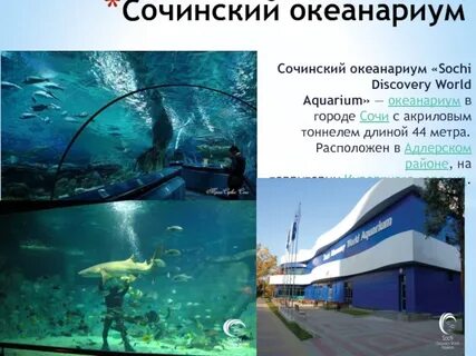 Океанариум адлер расписание 2024