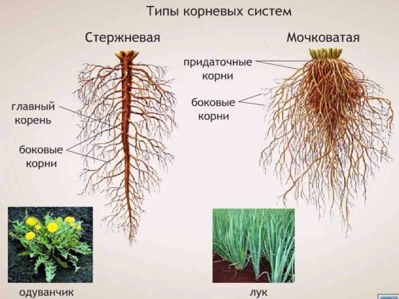 Надземные части корня. Стержневая и мочковатая корневая. Корневые и мочковатые корни растений. Строение мочковатой корневой. Стержневой и мочковатый корень.