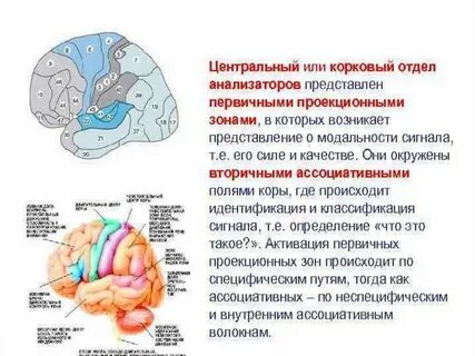 Проводниковый отдел зона коры больших полушарий
