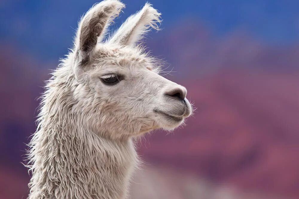 Llama2