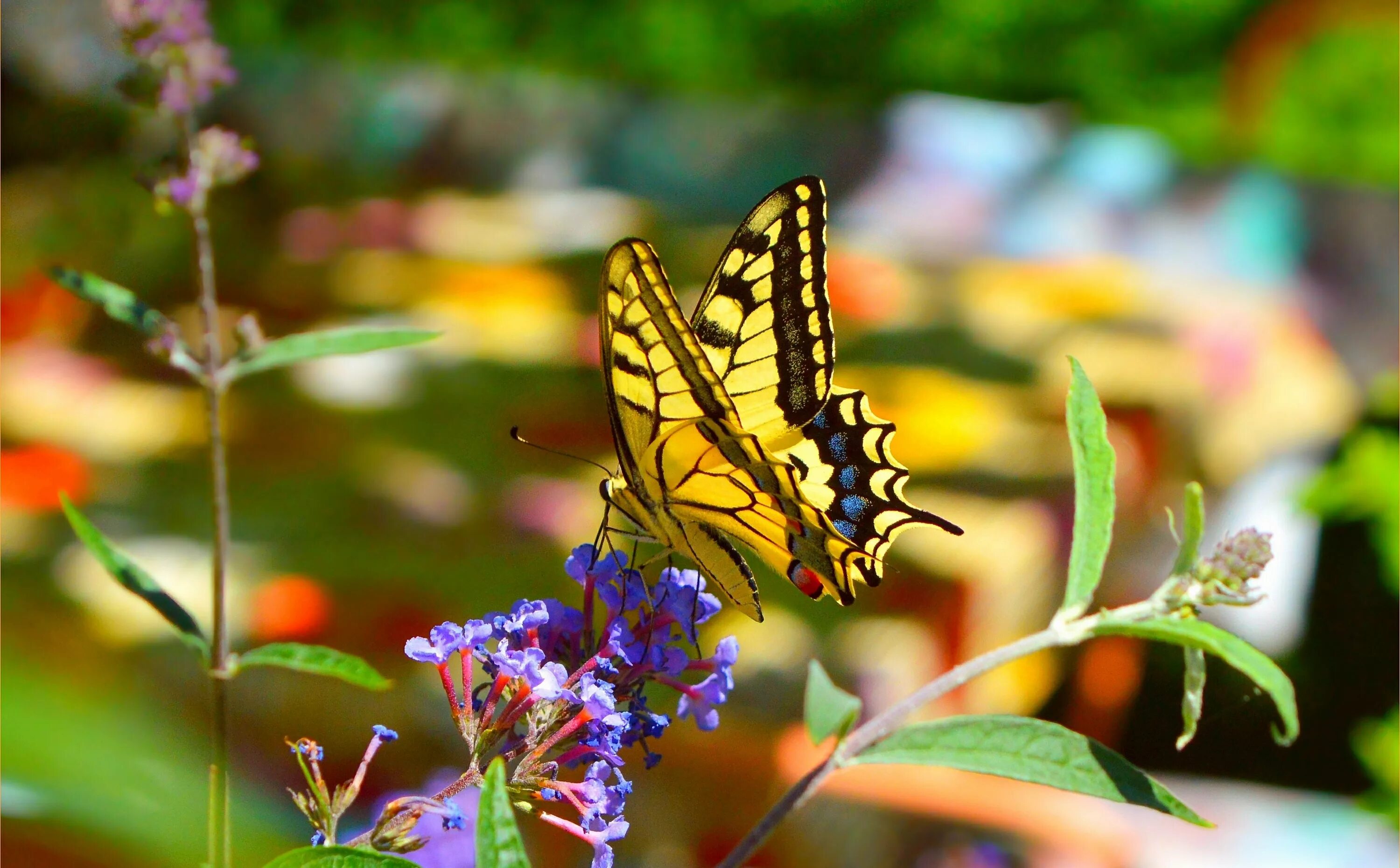 Бабочки. Бабочка на цветке. Весенние бабочки. Увидеть бабочку весной