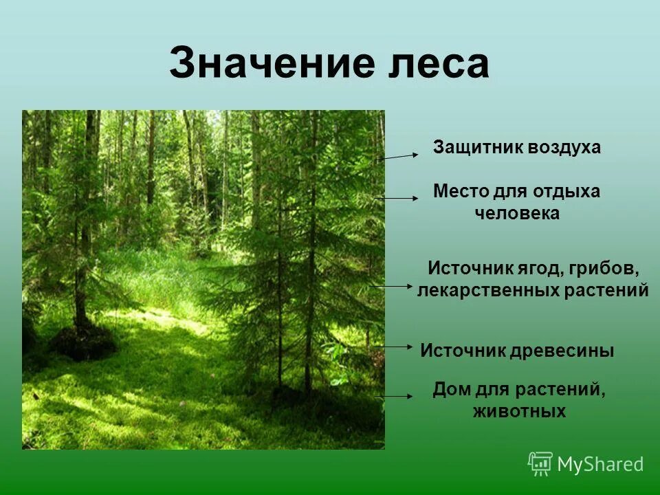 Значение леса в городе. Значение леса в жизни человека заключение. Роль деревьев в природе. Значение леса в жизни человека. Леса легкие планеты.