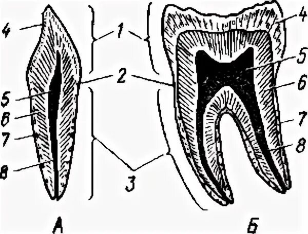Зубной на латыни. Строение зуба человека схема. Полость зуба латынь. Поверхности зуба на латыни.