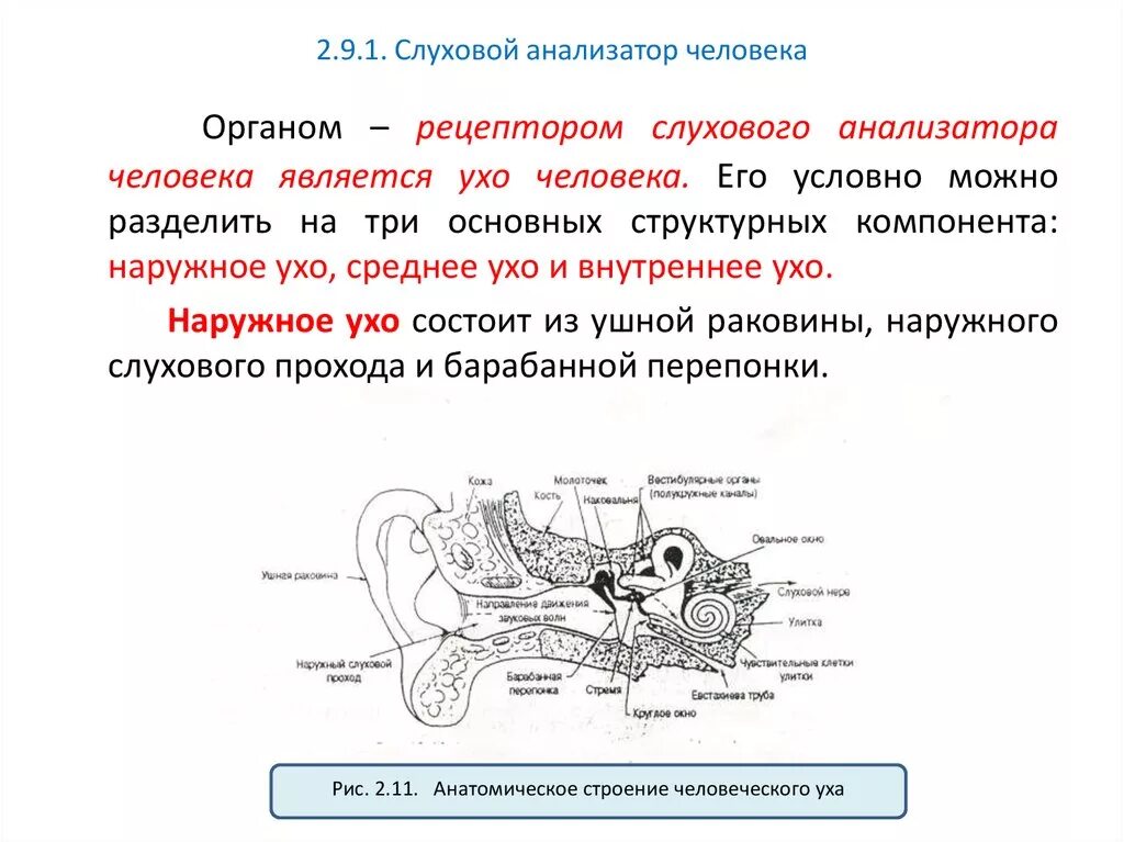 Из каких частей состоит слуховой анализатор