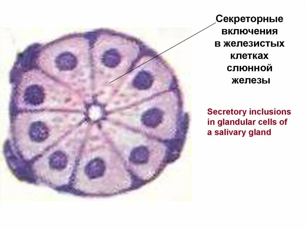 Секреторные б клетки. Белковые включения в клетках. Секреторные гранулы в клетках кожи аксолотля. Секреторные включения в клетках Лейдига рисунок. Секреторные включения в клетках Лейдига кожи аксолотля.