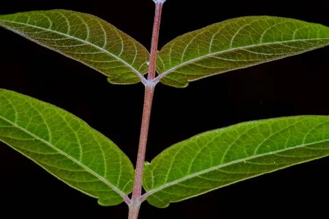 Plant stem