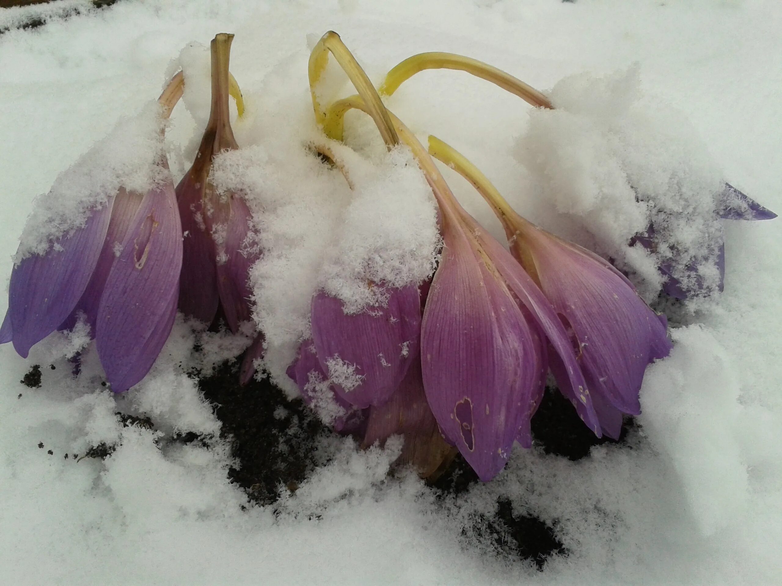 Грабарь подснежники. Подснежник Сибирский. Цветы из под снега. «Крокусы под снегом». Умершие после крокуса