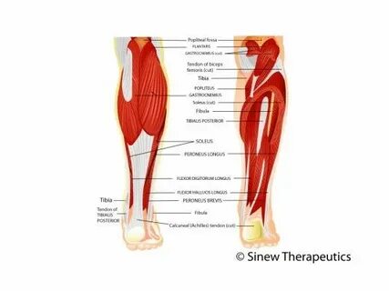 Lower leg