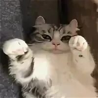 Коты и кошка крамника
