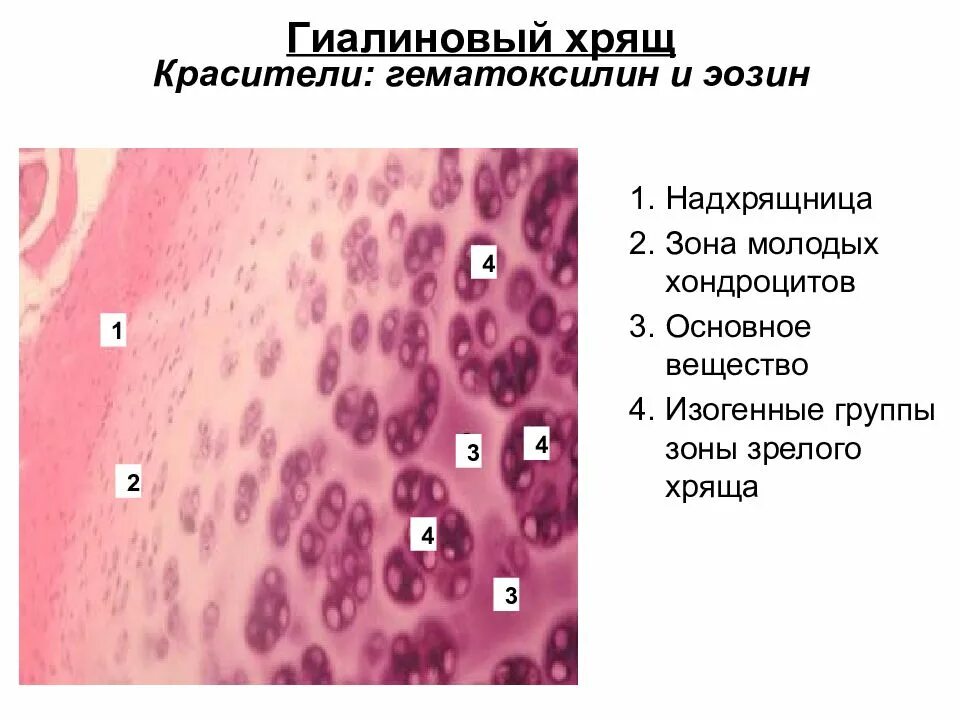 Изогенные группы. Гиалиновый хрящ окраска гематоксилином и эозином. Гиалиновый хрящ ребра гистология. Гиалиновая хрящевая ткань гистология. Гиалиновый хрящ ребра окраска гематоксилином и эозином.