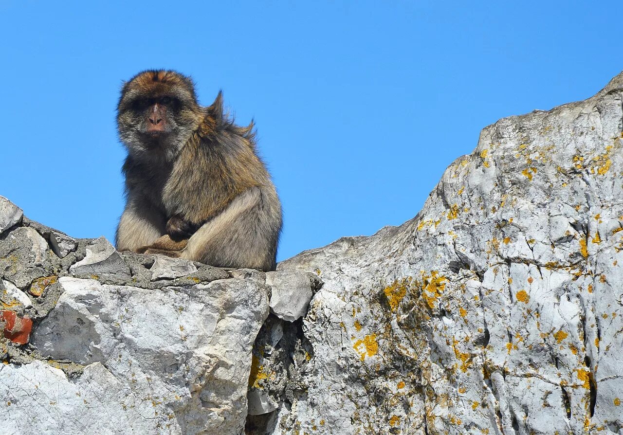 Скала обезьяна. Гибралтарская скала обезьяны. Гибралтар обезьяны. Гибралтар гора с обезьянами. Гибралтар обезьяны маготы.