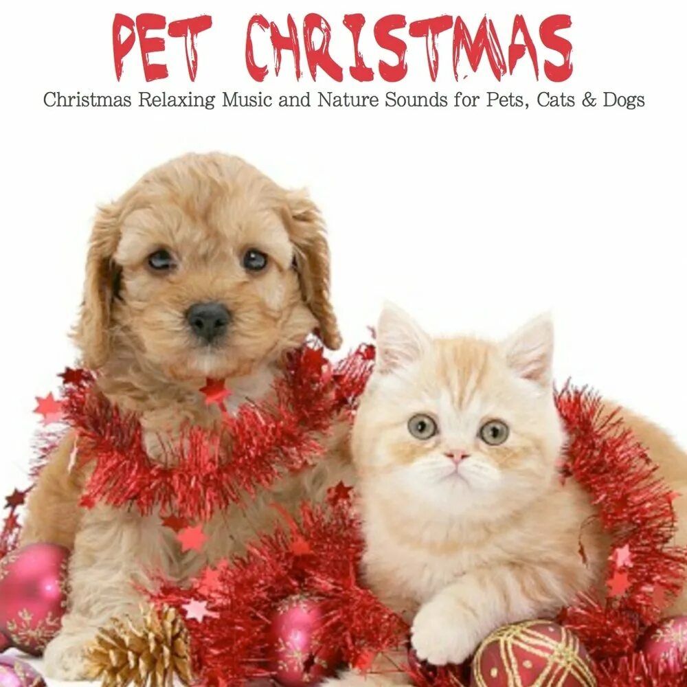 Christmas Pets. Yasa Pets Christmas. Pets музыка