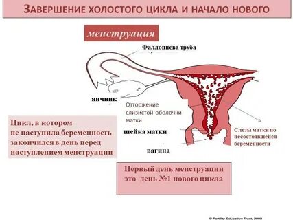 Сильные месячные после месячных