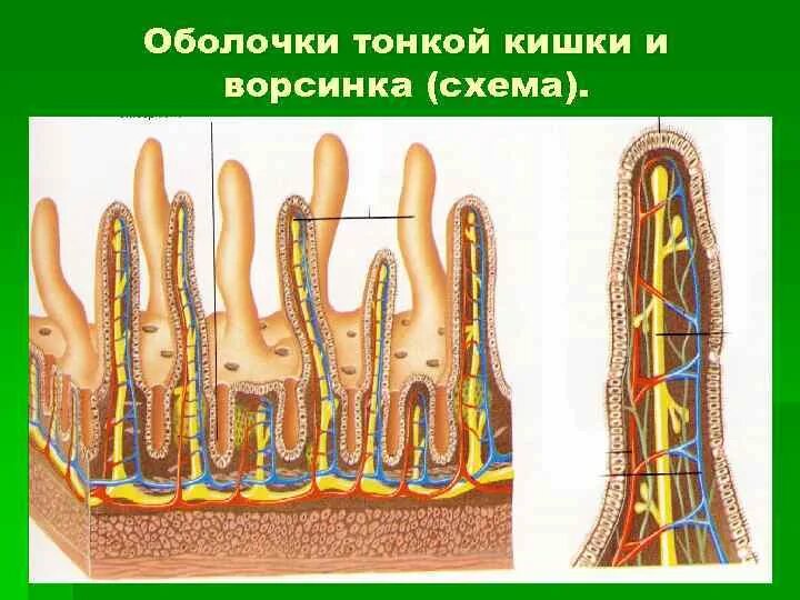 Ворсинки и микроворсинки. Строение микроворсинки тонкого кишечника. Ворсинки и микроворсинки кишечника. Строение кишечной ворсинки. Кишечные ворсинки характерны для