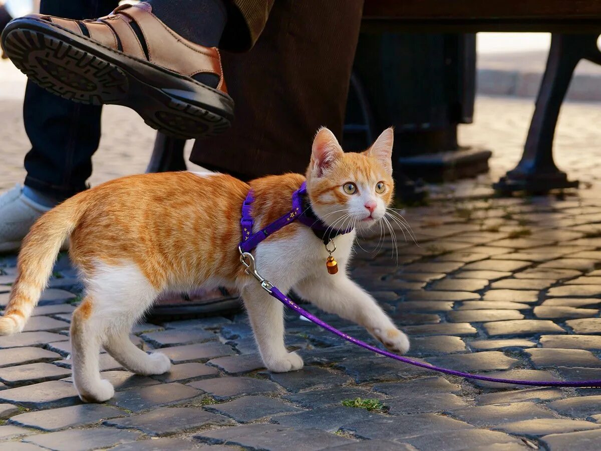 Кошечка гуляет. Коты на поводке. Поводок для кота. Кошка на прогулке. Кошка гуляет на поводке.