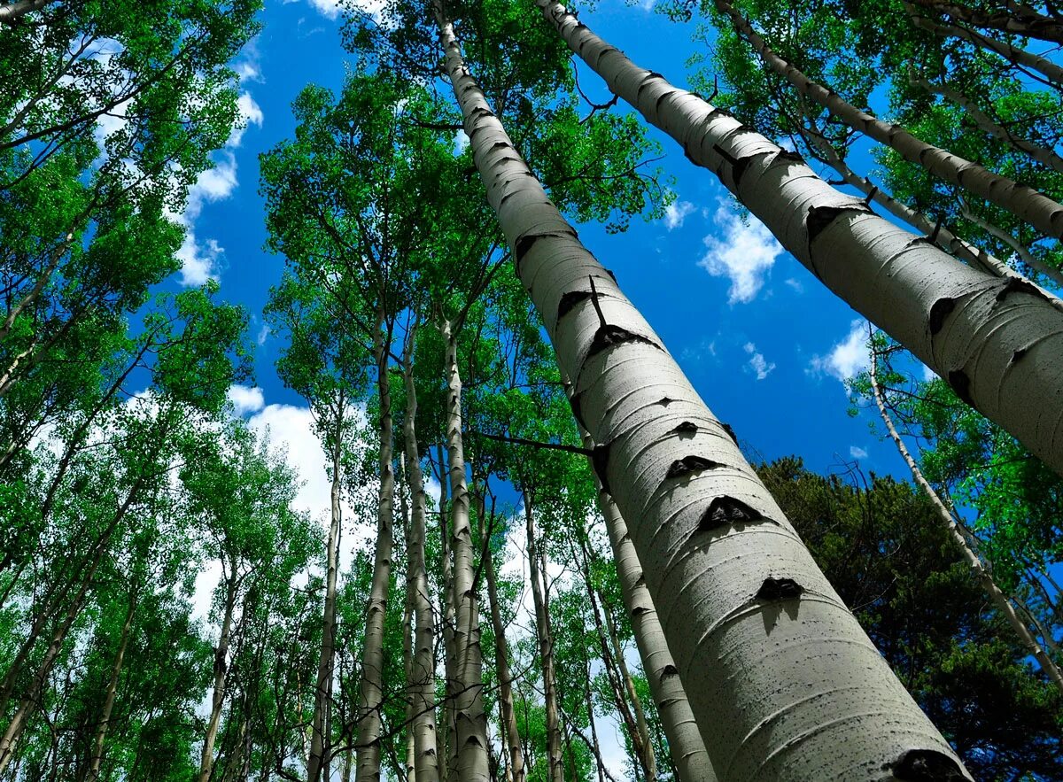 Осина обыкновенная (Populus tremula). Осина Сибирская. Тополь дрожащий осина. Тополь дрожащий осина дерево. Осина в какой природной