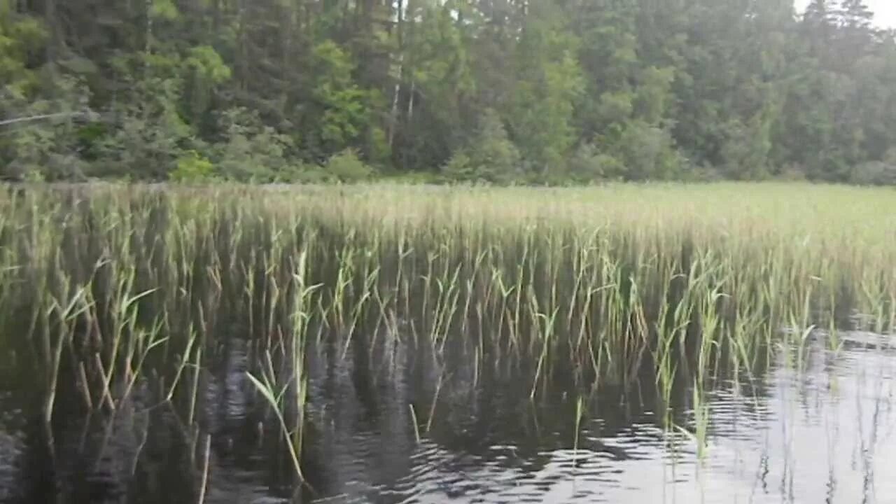 Щука камышах. Ловля щуки в камышах. Щука в камышах. Ловля в тростнике. Щучья трава.