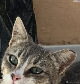 Выпусти кошку
