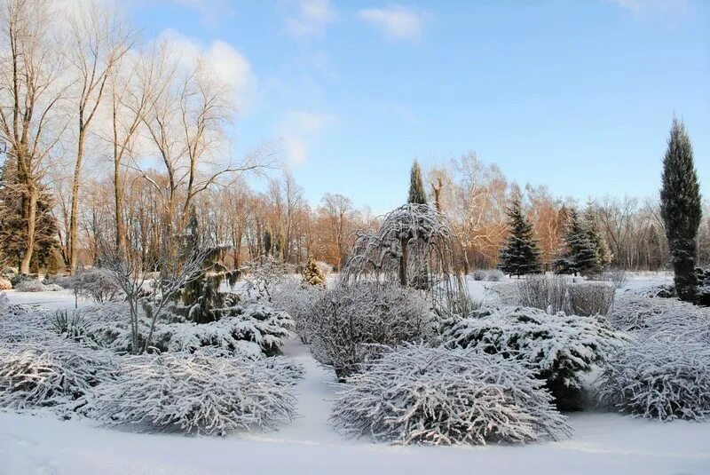 зимний сад доклад. описание сада зимой. красивый сад зимой. сад зимой. сочинение зимний сад.