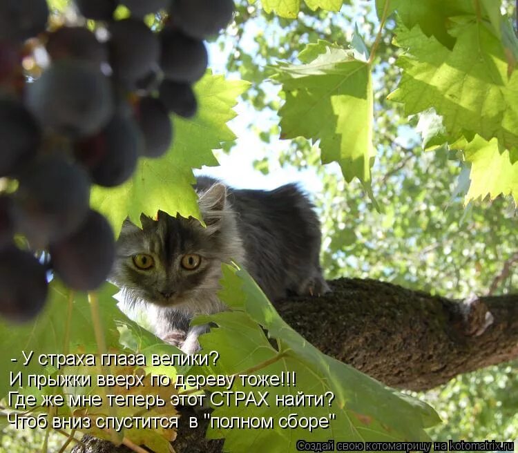 Спрятанные предметы на картинках для детей. Ошибки художника. Картинки для внимательных. Путинская лапша на уши. Найди различия в картинках сложные.