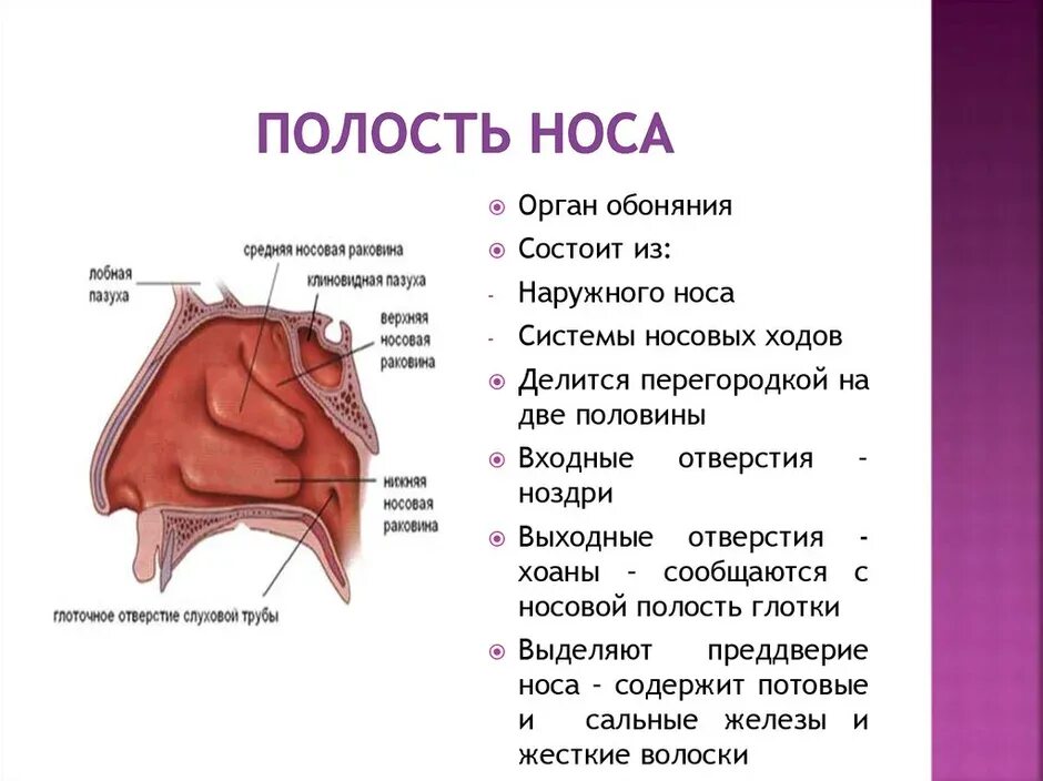 Полость носа хоаны. Преддверие полости носа анатомия. Строение носовой полости человека. Для полости носа характерно. Строение и функции носовой полости 8 класс.