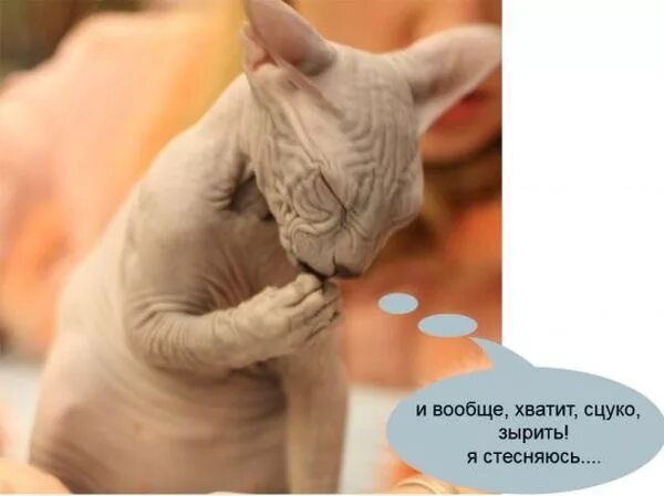 Смешные шутки 1980. Маяковский стихи про буржуев. Вообще не хватит. Совсем немного мем. Вообще не хватит.