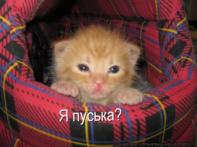 джунгарский хомяк самка. пуськи бятые. пуська. пуська. ты пуська.