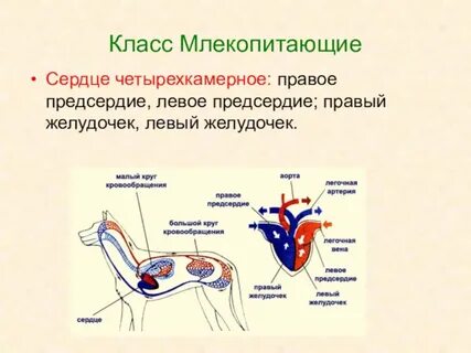 Какая дуга аорты у млекопитающих